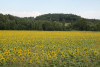 tournesols