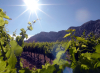 Photo de vigne
