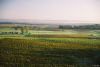 AOP "Sauternes" - Haut-relief ©CIVB