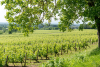 La vigne en fleurs Bourgueil @vinsbourgueil-gaellebcphotos