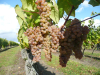©Maison des vins de Cheverny