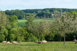 AOP Cidre du Perche ©David Commenchal 