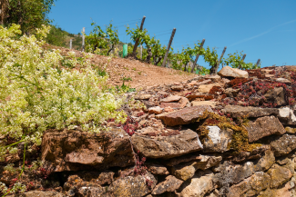 AOP "Pouilly-Fuissée" ©INAO