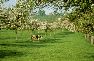Le paysage bocager augeron, des prés-vergers en hautes tiges façonnés par la culture cidricole ©Interprofession Des Appellations Cidricoles, 2018