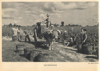 AOC « Saint-Emilion », reconnue le 14 novembre 1936 ©L. Larmat, Atlas de la France vinicole, 1949