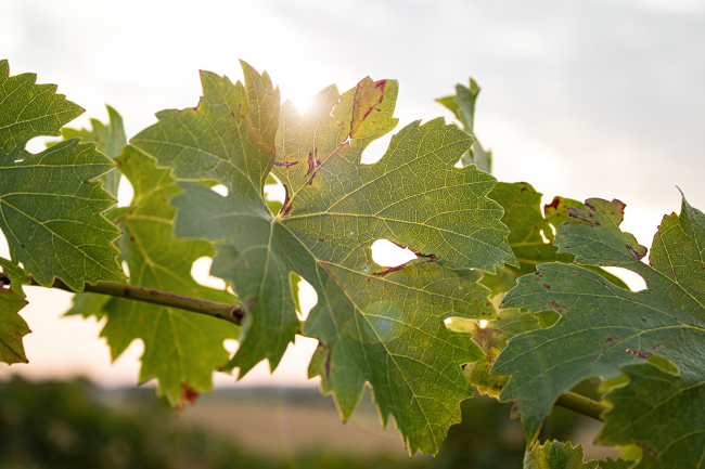AOP Vins de Tursan ©Qualité Landes