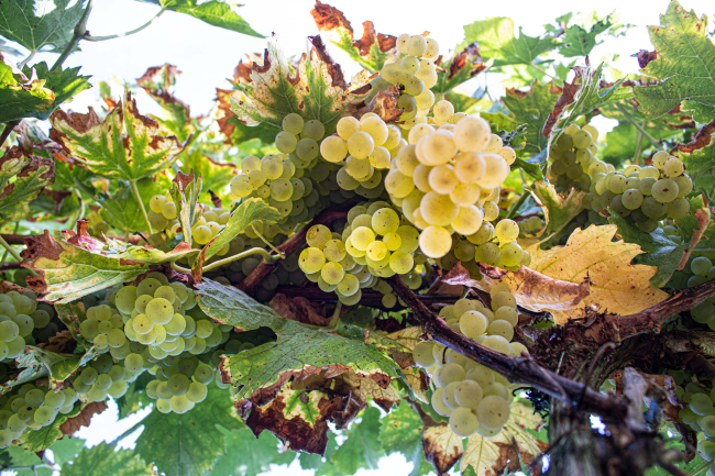 AOP Vins de Tursan ©Qualité Landes