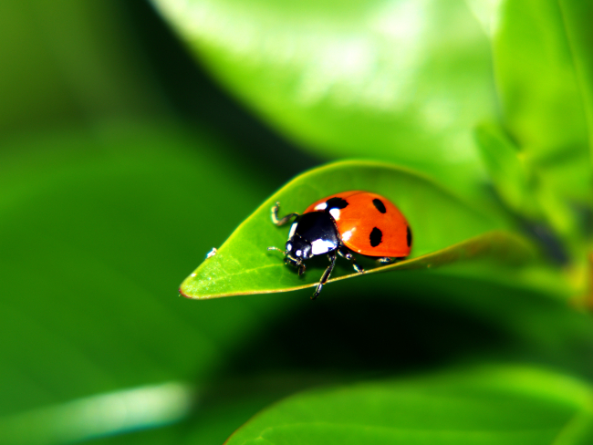 Coccinelle sur une feuille