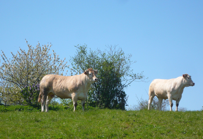 Boeuf de Vendée