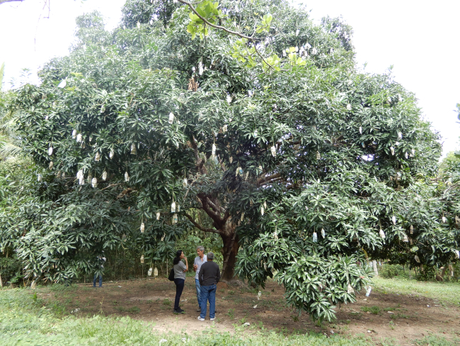 Manguier de Guimaras