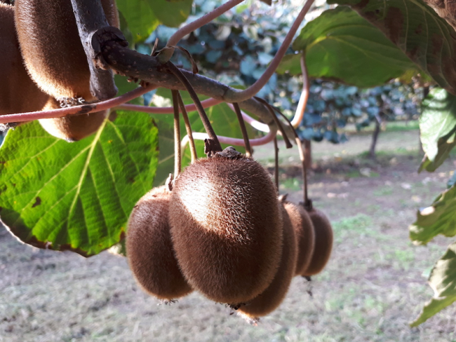 IGP Kiwi de Corse