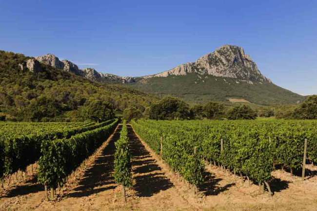 Vignoble Pic Saint-Loup