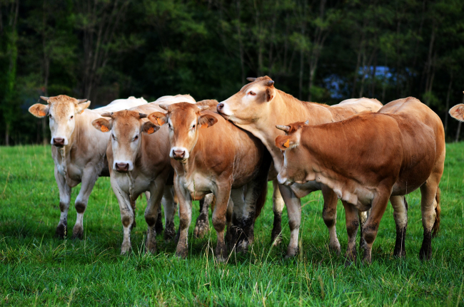 IGP et Label Rouge Boeuf de Chalosse