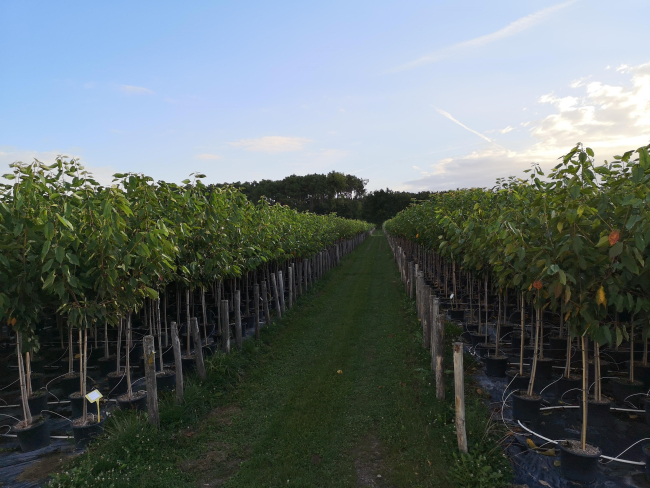 CERISIER- HORTIVAL DIFFUSION