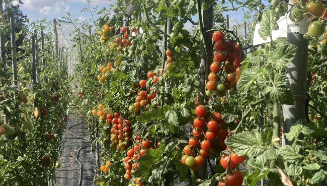 Label Rouge Plants de tomates