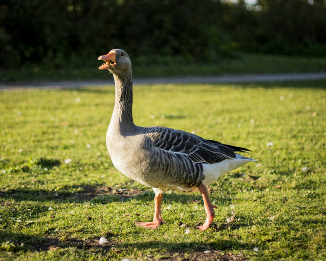 Oie sur de l'herbe © Shashank Verma sur Unsplash