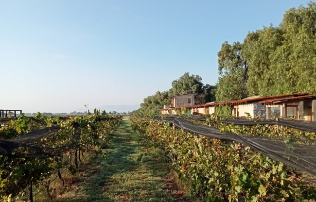 Vignoble Mexique