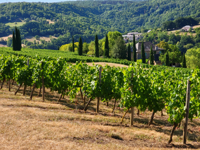 Photo de vigne Vladan Raznatovic sur Unsplash