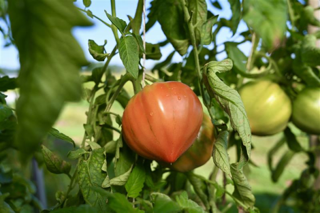 Tomates Label Rouge ©AIFLG