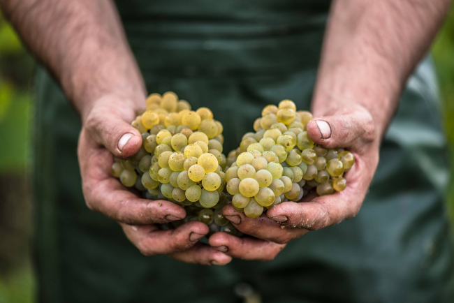 AOP "Muscadet Coteaux de la Loire" ©Emeline Boileau