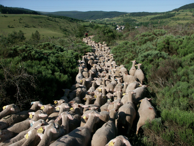 Troupeau d'agneaux de Lozère en transhumance au Mont Lozere