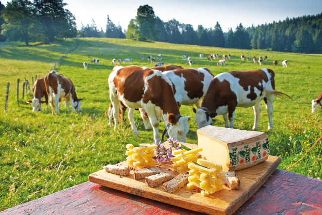 AOP "Comté" servi dans un champs avec des vaches