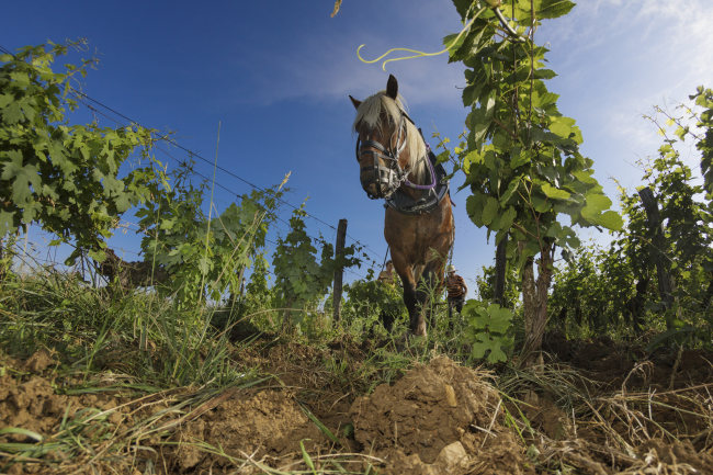 Décavaillonnage par traction animale dans les vignobles d’Arbois ©Jérôme Genée