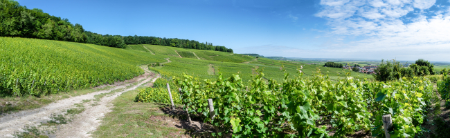 Panorama Champagne ©Olivier Russeil