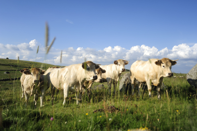 IGP_Génisse_Fleur_d'Aubrac © Association Fleur d'Aubrac