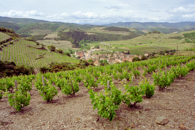 IGP "Côtes Catalanes" ©CIVR - J.Giralt