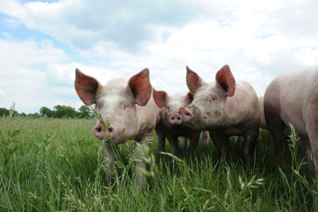 cochons