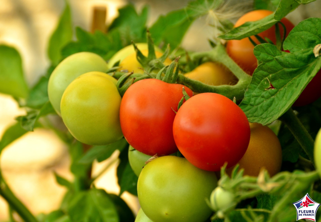 tomates
