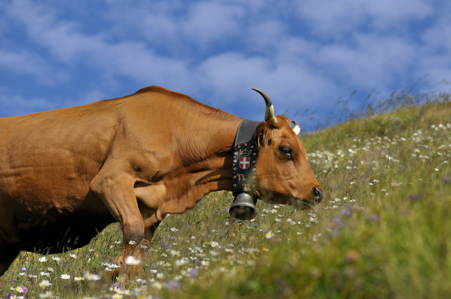 vache
