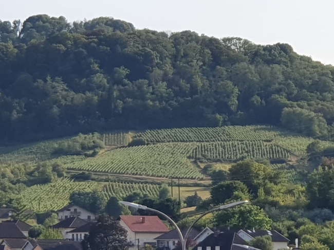 Photographie d'un vignoble en Arbois