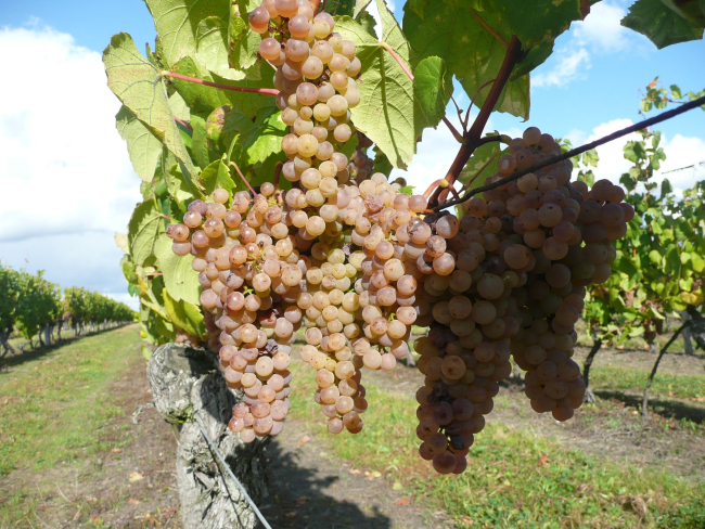 ©Maison des vins de Cheverny