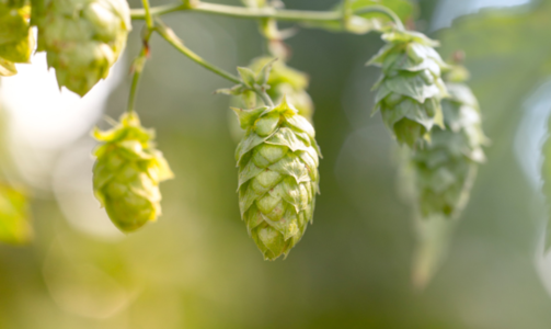 Bière bio : une liste de variétés de houblons bio disponibles pour